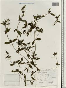 Eclipta prostrata (L.) L., South Asia, South Asia (Asia outside ex-Soviet states and Mongolia) (ASIA) (Turkey)