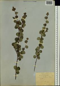 Betula glandulosa Michx., Siberia, Yakutia (S5) (Russia)