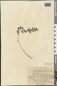 Teucrium chamaedrys L., Western Europe (EUR) (Bulgaria)