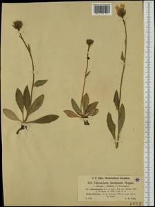 Hieracium dentatum subsp. callianthoides (Arv.-Touv. & Briq.) Zahn, Western Europe (EUR) (France)