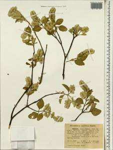 Chionothrix latifolia Rendle, Africa (AFR) (Ethiopia)