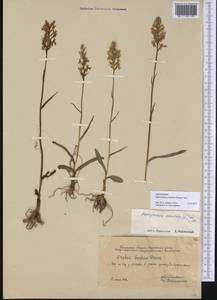Dactylorhiza maculata subsp. fuchsii (Druce) Hyl., Siberia, Western Siberia (S1) (Russia)
