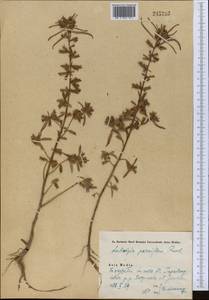 Ludwigia perennis L., Middle Asia, Pamir & Pamiro-Alai (M2) (Uzbekistan)