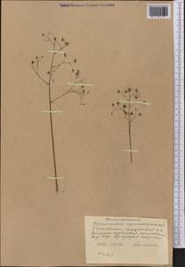 Thalictrum isopyroides C. A. Mey., Middle Asia, Western Tian Shan & Karatau (M3) (Kyrgyzstan)