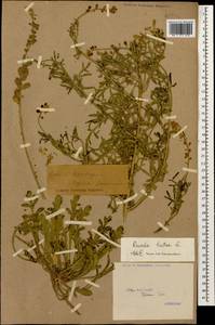 Reseda lutea L., Caucasus, Georgia (K4) (Georgia)