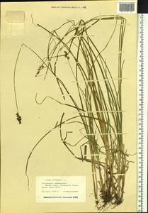 Carex elongata L., Siberia, Altai & Sayany Mountains (S2) (Russia)