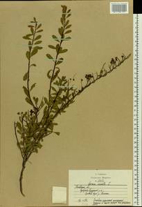 Spiraea crenata L., Eastern Europe, Moscow region (E4a) (Russia)