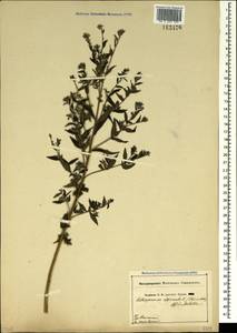 Lithospermum officinale L., Crimea (KRYM) (Russia)
