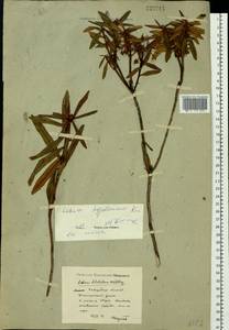 Rhododendron diversipilosum (Nakai) Harmaja, Siberia, Russian Far East (S6) (Russia)