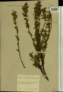 Chamaecytisus ruthenicus (Fisch. ex Wol.) Klásk., Eastern Europe, Central region (E4) (Russia)