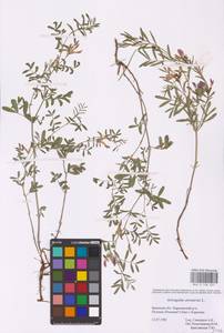 Astragalus arenarius L., Eastern Europe, Western region (E3) (Russia)