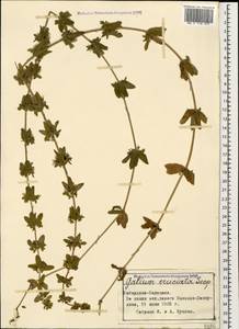 Cruciata laevipes Opiz, Caucasus, Stavropol Krai, Karachay-Cherkessia & Kabardino-Balkaria (K1b) (Russia)