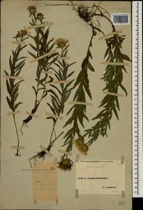 Pentanema ensifolium (L.) D. Gut. Larr., Santos-Vicente, Anderb., E. Rico & M. M. Mart. Ort., Caucasus, Stavropol Krai, Karachay-Cherkessia & Kabardino-Balkaria (K1b) (Russia)