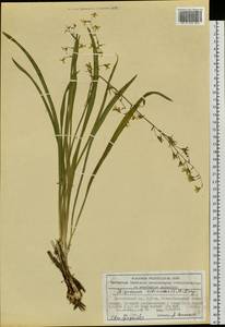 Anticlea sibirica (L.) Kunth, Siberia, Altai & Sayany Mountains (S2) (Russia)