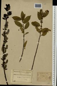 Salix vaudensis Schleich. ex J.Forbes, Eastern Europe, Central forest region (E5) (Russia)