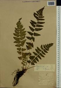 Dryopteris cristata (L.) A. Gray, Eastern Europe, North-Western region (E2) (Russia)