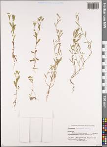 Polygonum arenastrum subsp. calcatum (Lindm.) Wissk., Siberia, Western (Kazakhstan) Altai Mountains (S2a) (Kazakhstan)