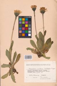 Trommsdorffia uniflora (Vill.) Soják, Eastern Europe, West Ukrainian region (E13) (Ukraine)