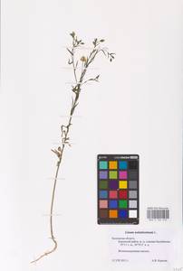 Linum usitatissimum L., Eastern Europe, Central region (E4) (Russia)