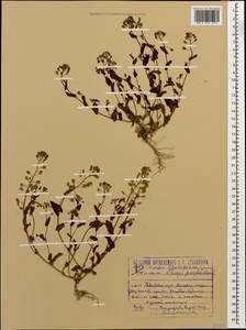 Microthlaspi perfoliatum (L.) F. K. Mey., Caucasus, Krasnodar Krai & Adygea (K1a) (Russia)