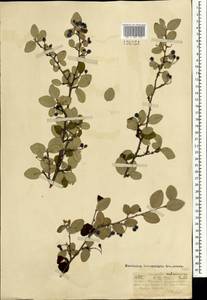 Cotoneaster melanocarpus G.Lodd., Mongolia (MONG) (Mongolia)
