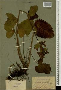 Betonica macrantha K.Koch, Caucasus, Georgia (K4) (Georgia)