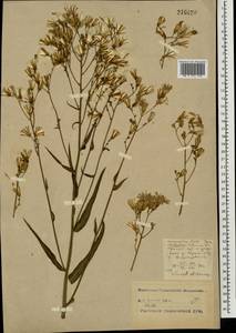 Lactuca tatarica (L.) C. A. Mey., Eastern Europe, Central forest-and-steppe region (E6) (Russia)