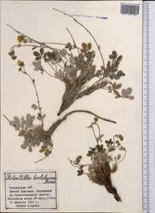 Potentilla hololeuca Boiss., Middle Asia, Pamir & Pamiro-Alai (M2) (Tajikistan)