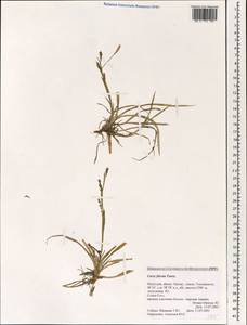 Carex vaginata var. petersii (C.A.Mey. ex F.Schmidt) Akiyama, Mongolia (MONG) (Mongolia)