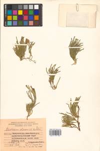 Diphasiastrum alpinum (L.) Holub, Siberia, Russian Far East (S6) (Russia)