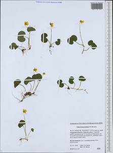 Viola kusnezowiana W. Becker, Siberia, Russian Far East (S6) (Russia)