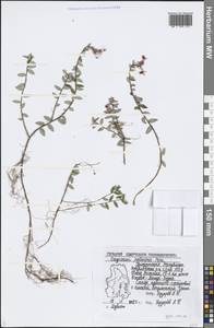 Vaccinium oxycoccos L., Eastern Europe, Volga-Kama region (E7) (Russia)