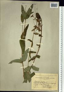 Hypericum ascyron, Siberia, Baikal & Transbaikal region (S4) (Russia)