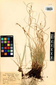 Carex lanceolata Boott, Siberia, Baikal & Transbaikal region (S4) (Russia)