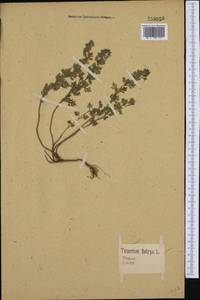 Teucrium botrys L., Western Europe (EUR) (Germany)