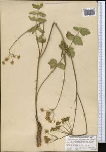 Semenovia dasycarpa (Regel & Schmalh.) Korovin ex Pimenov & V. N. Tikhom., Middle Asia, Western Tian Shan & Karatau (M3) (Kazakhstan)