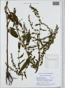 Rumex conglomeratus Murray, Crimea (KRYM) (Russia)