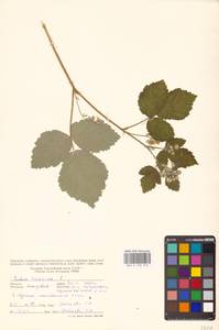 Rubus caesius L., Eastern Europe, Moldova (E13a) (Moldova)
