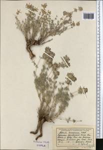 Asperula glomerata subsp. turcomanica (Pobed.) Ehrend. & Schönb.-Tem., Middle Asia, Kopet Dag, Badkhyz, Small & Great Balkhan (M1) (Turkmenistan)