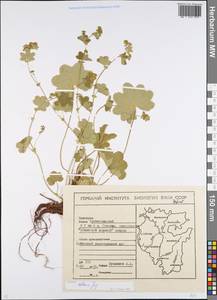 Alchemilla altaica Juz., Eastern Europe, Eastern region (E10) (Russia)