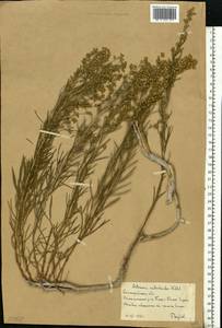 Artemisia salsoloides Willd., Eastern Europe, Lower Volga region (E9) (Russia)