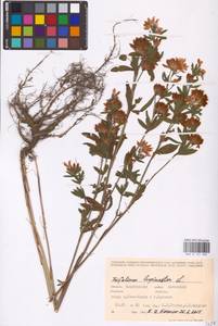 Trifolium lupinaster L., Eastern Europe, Eastern region (E10) (Russia)