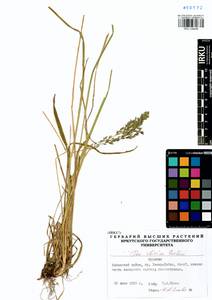 Poa sibirica Roshev., Siberia, Baikal & Transbaikal region (S4) (Russia)