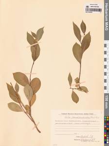 Salix pseudopentandra (Flod.) Flod., Siberia, Chukotka & Kamchatka (S7) (Russia)