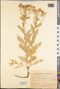 Lepidium draba L., Eastern Europe, North Ukrainian region (E11) (Ukraine)