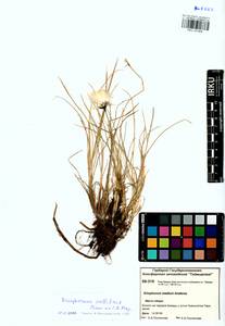 Eriophorum callitrix Cham. ex C.A.Mey., Siberia, Central Siberia (S3) (Russia)