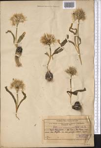 Allium caspium (Pall.) M.Bieb., Middle Asia, Syr-Darian deserts & Kyzylkum (M7) (Kazakhstan)