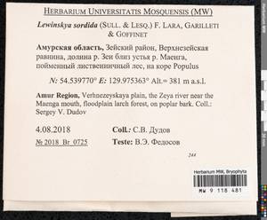 Lewinskya sordida (Sull. & Lesq.) F. Lara, Garilleti & Goffinet, Bryophytes, Bryophytes - Russian Far East (excl. Chukotka & Kamchatka) (B20) (Russia)