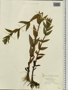 Epilobium ciliatum subsp. ciliatum, Eastern Europe, Central forest region (E5) (Russia)