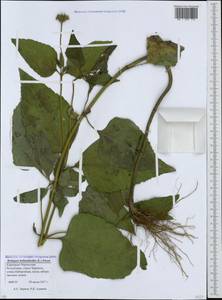 Heliopsis helianthoides (L.) Sw., Caucasus, Stavropol Krai, Karachay-Cherkessia & Kabardino-Balkaria (K1b) (Russia)